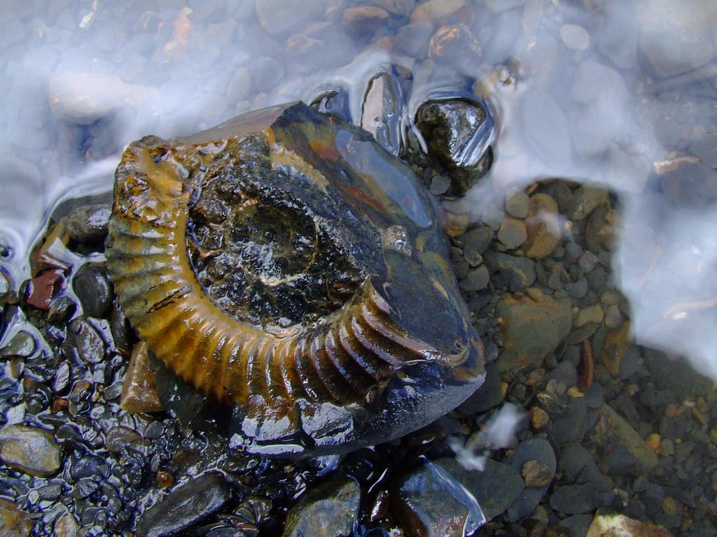 Fossil hunting in Langza